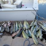 Last Catch (1/7)