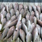 Yellowtail Snapper (1/7)